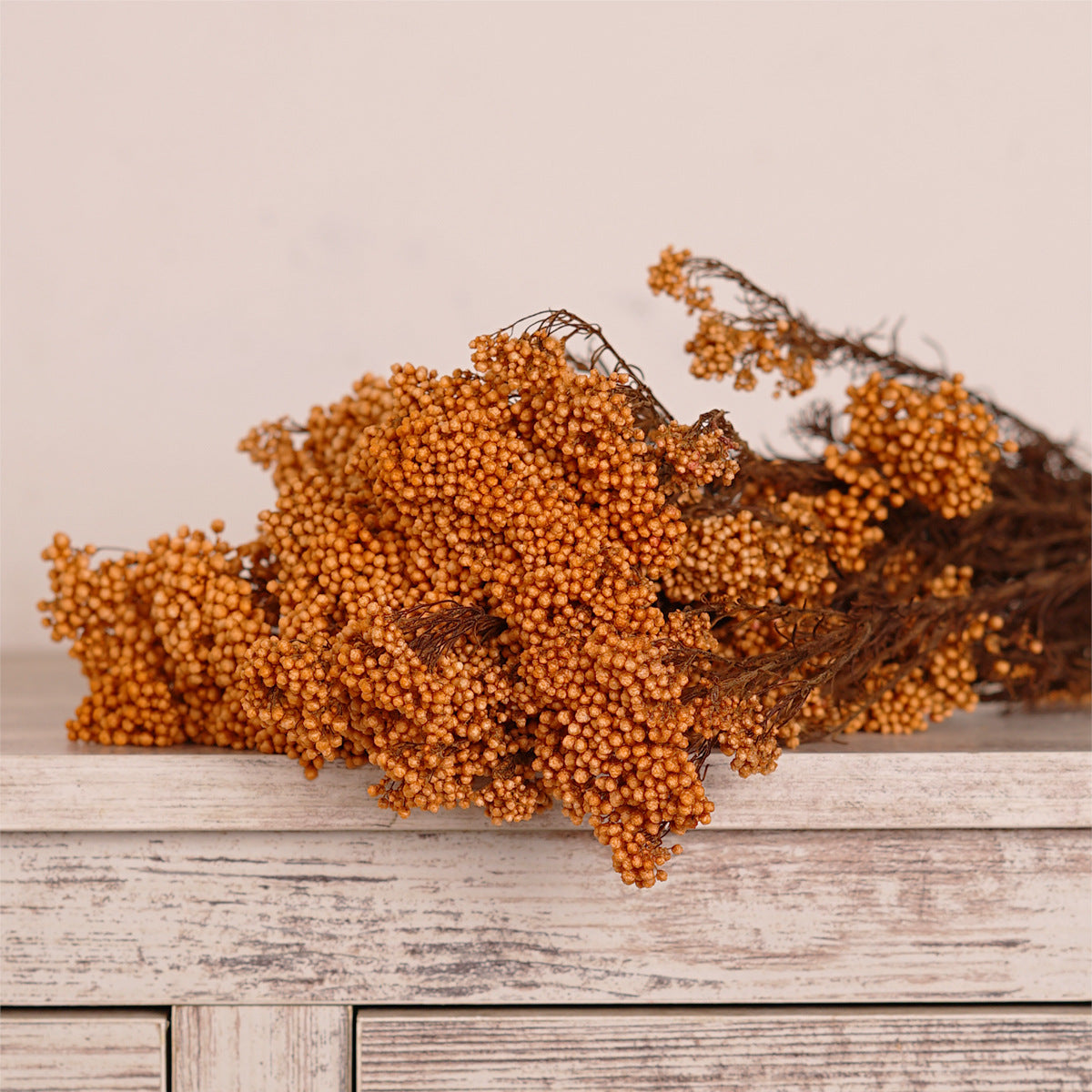 Everlasting Dried Ozothamnus Diosmifolius Rice Flower - Miss One