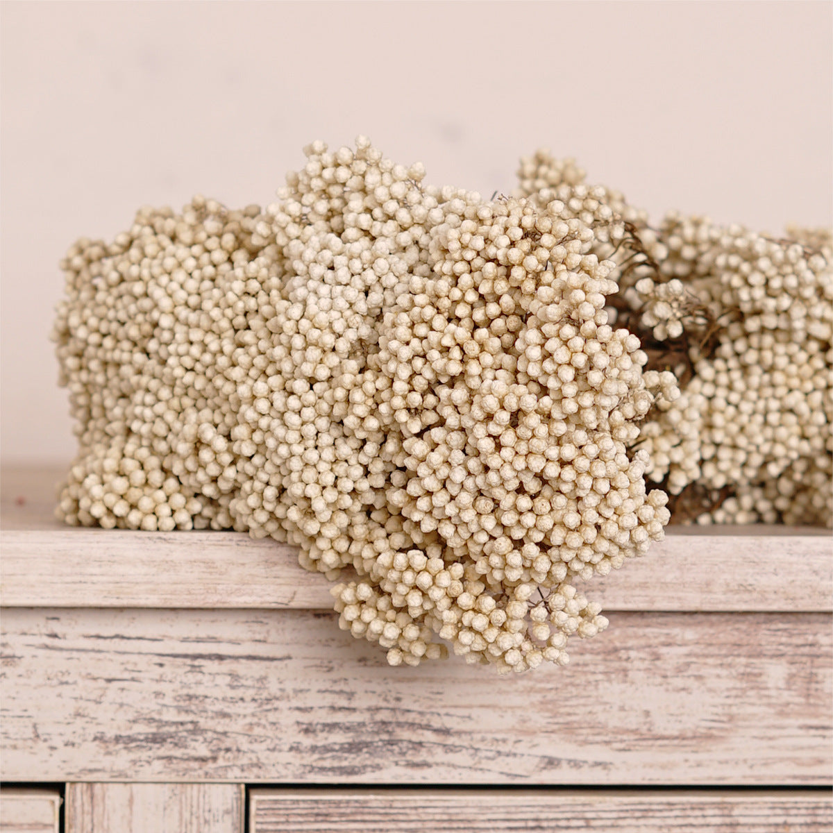 Everlasting Dried Ozothamnus Diosmifolius Rice Flower - Miss One