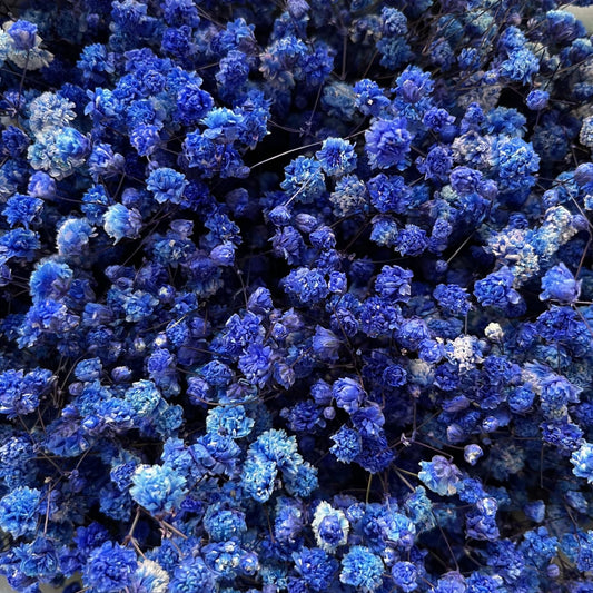 Everlasting Gypsophila Baby's Breath Bouquet - Miss One