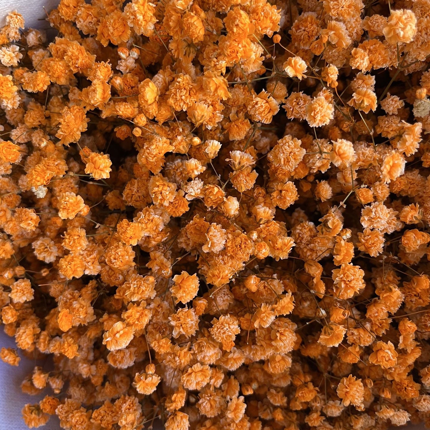 Everlasting Gypsophila Baby's Breath Bouquet - Miss One