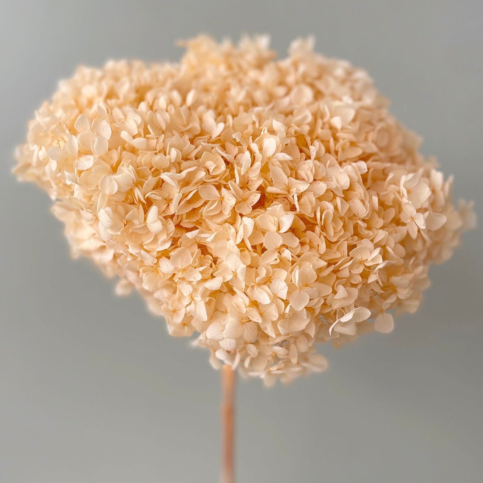 Everlasting Dried Anna Hydrangea Bouquet - Miss One
