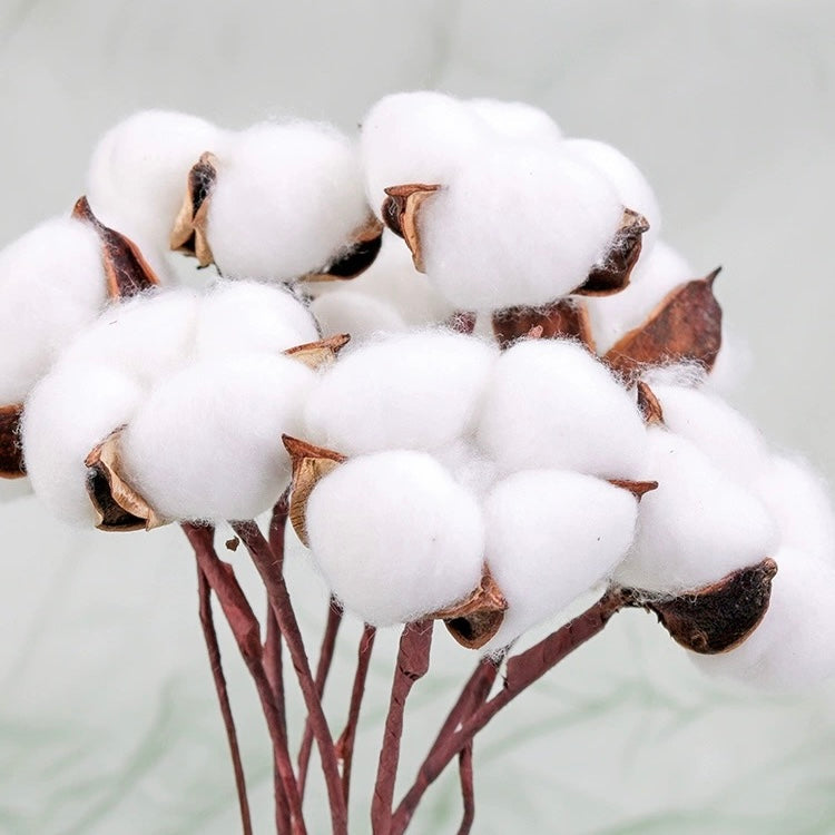 Everlasting Dried Cotton Bouquet - Miss One