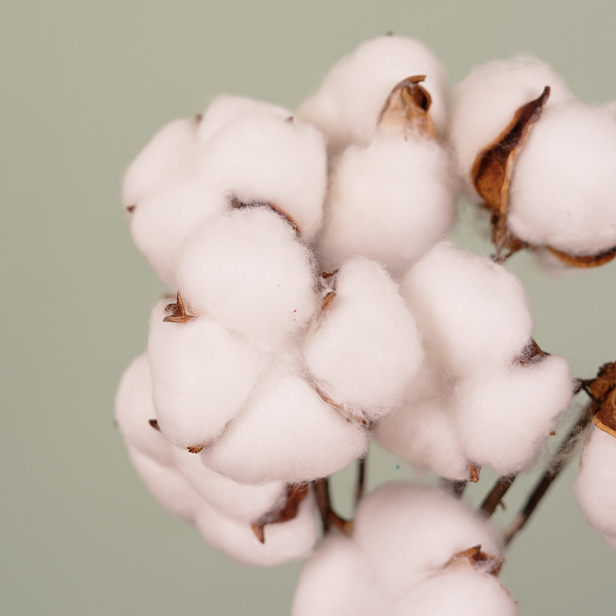 Everlasting Dried Cotton Bouquet - Miss One