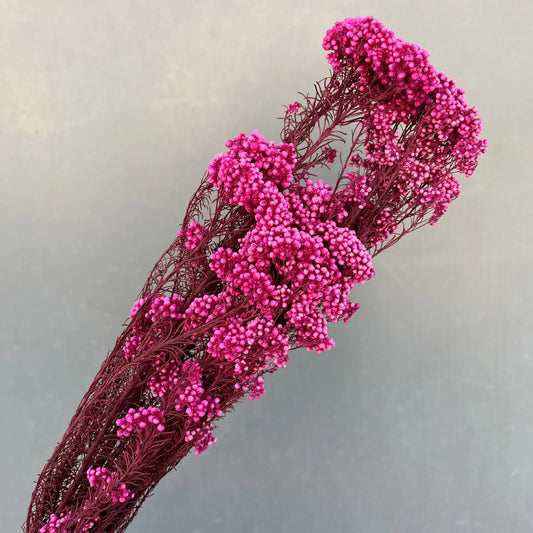 Everlasting Dried Ozothamnus Diosmifolius Rice Flower - Miss One