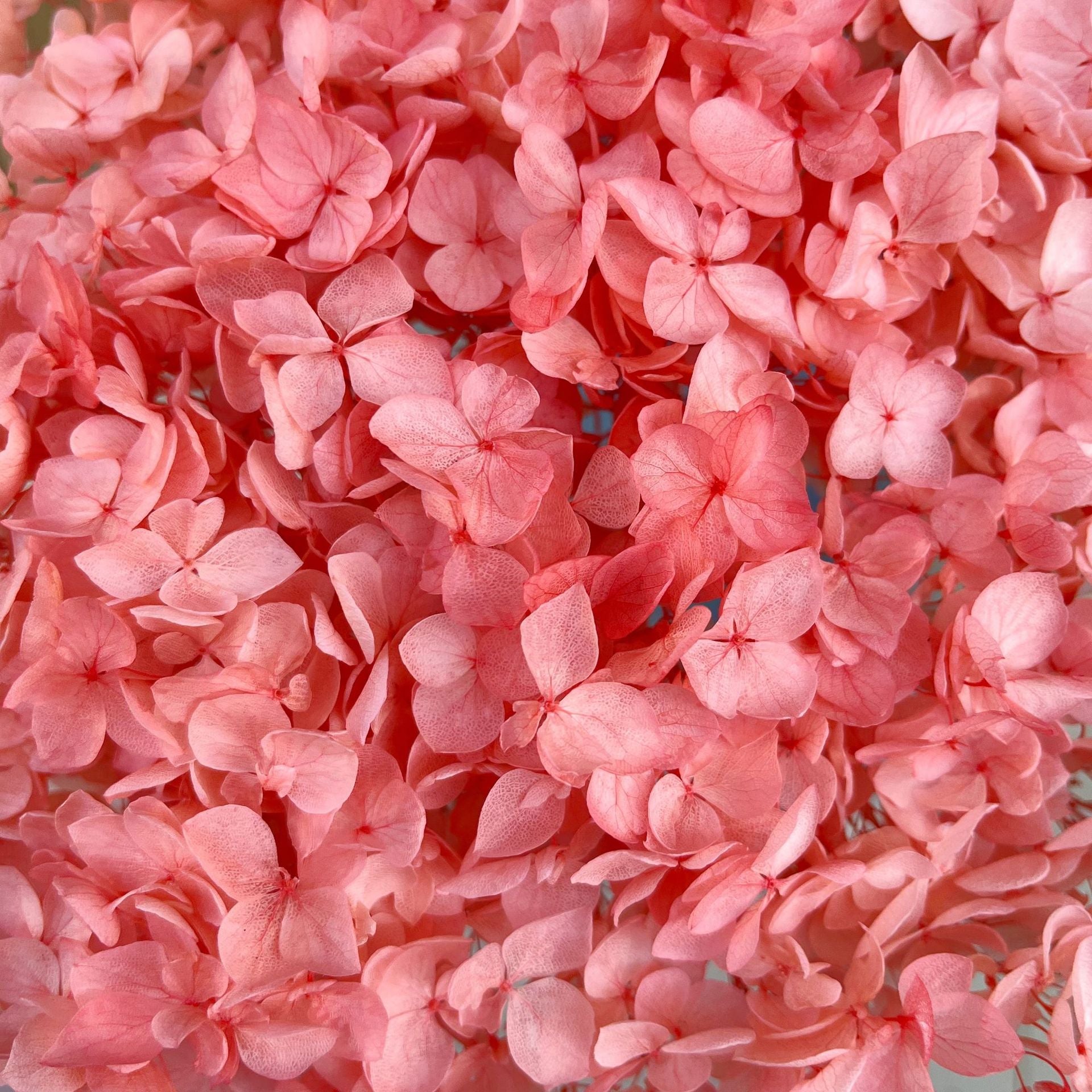 Everlasting Dried Anna Hydrangea Bouquet - Miss One
