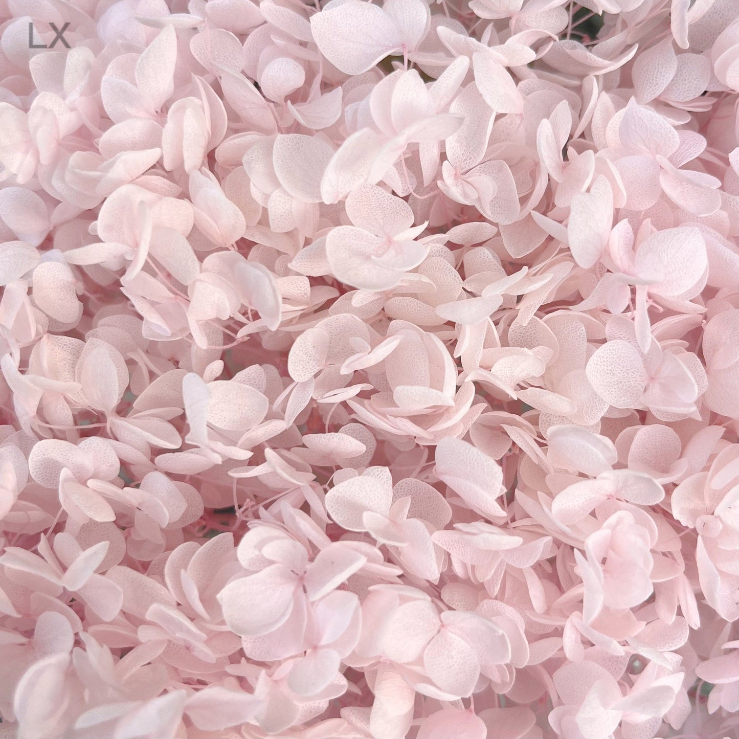 Everlasting Dried Anna Hydrangea Bouquet - Miss One