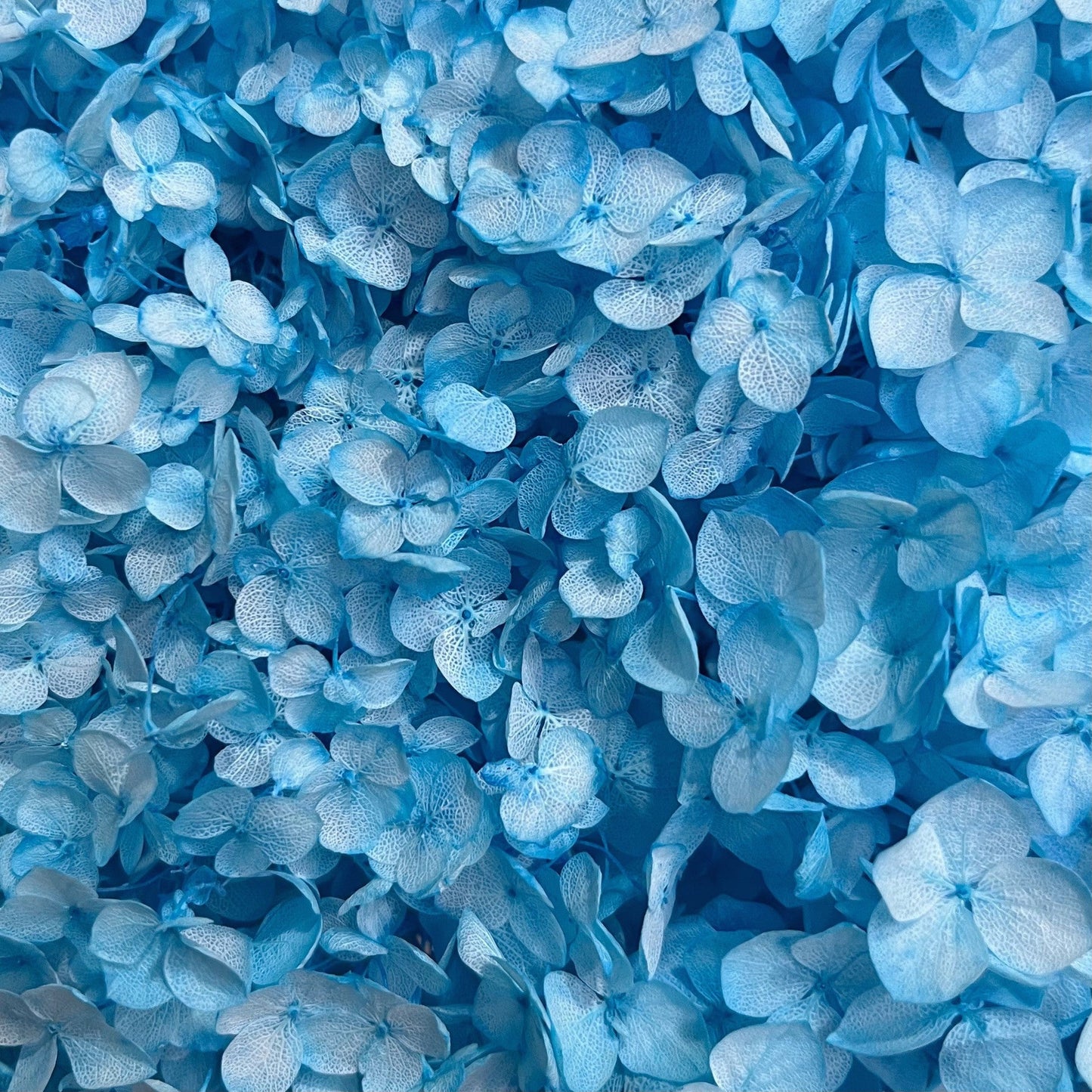 Everlasting Dried Anna Hydrangea Bouquet - Miss One