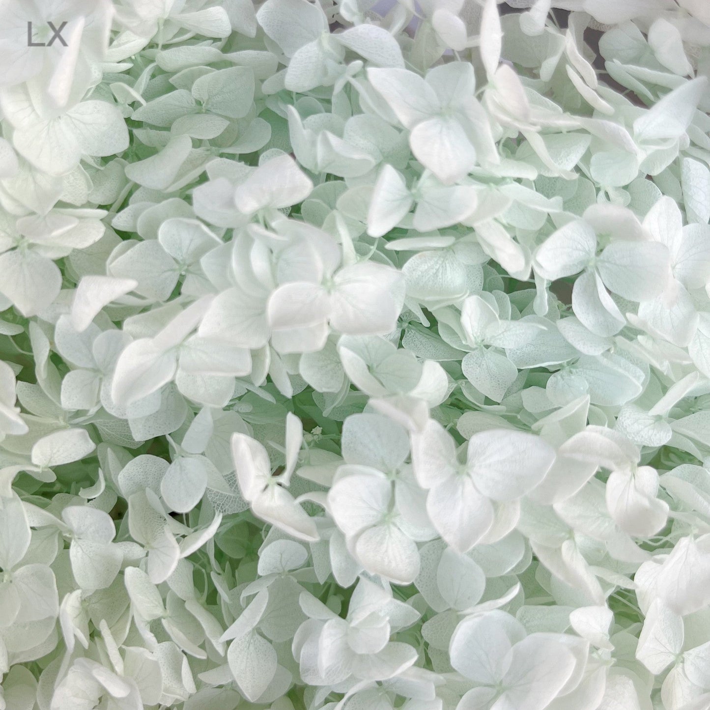 Everlasting Dried Anna Hydrangea Bouquet - Miss One