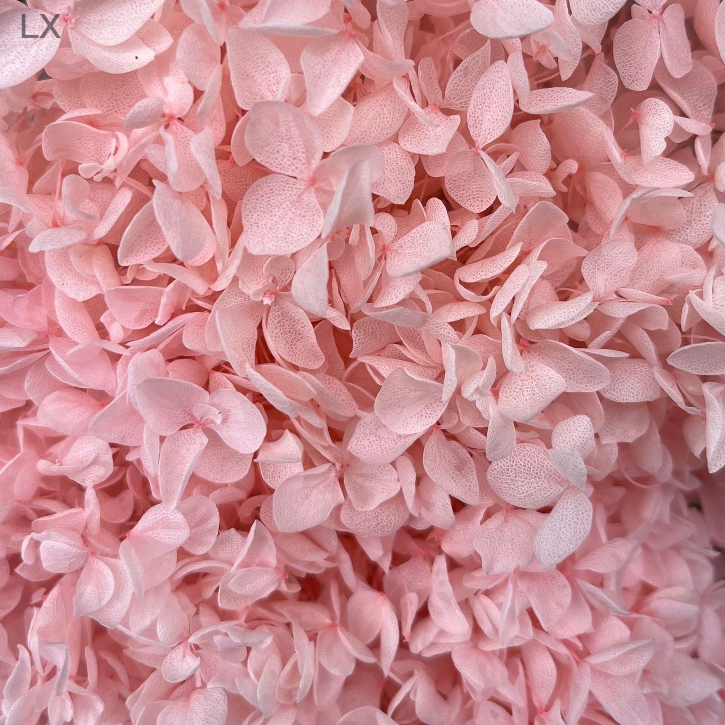 Everlasting Dried Anna Hydrangea Bouquet - Miss One