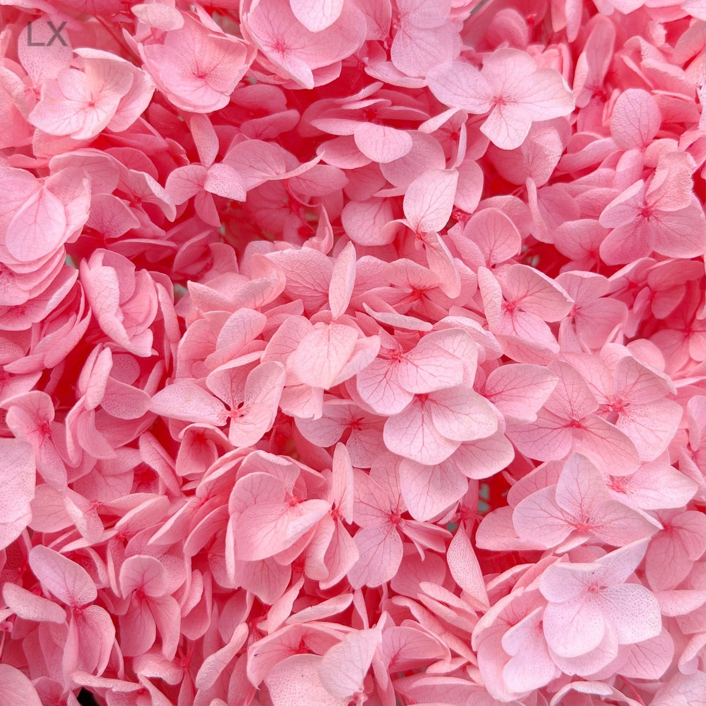 Everlasting Dried Anna Hydrangea Bouquet - Miss One