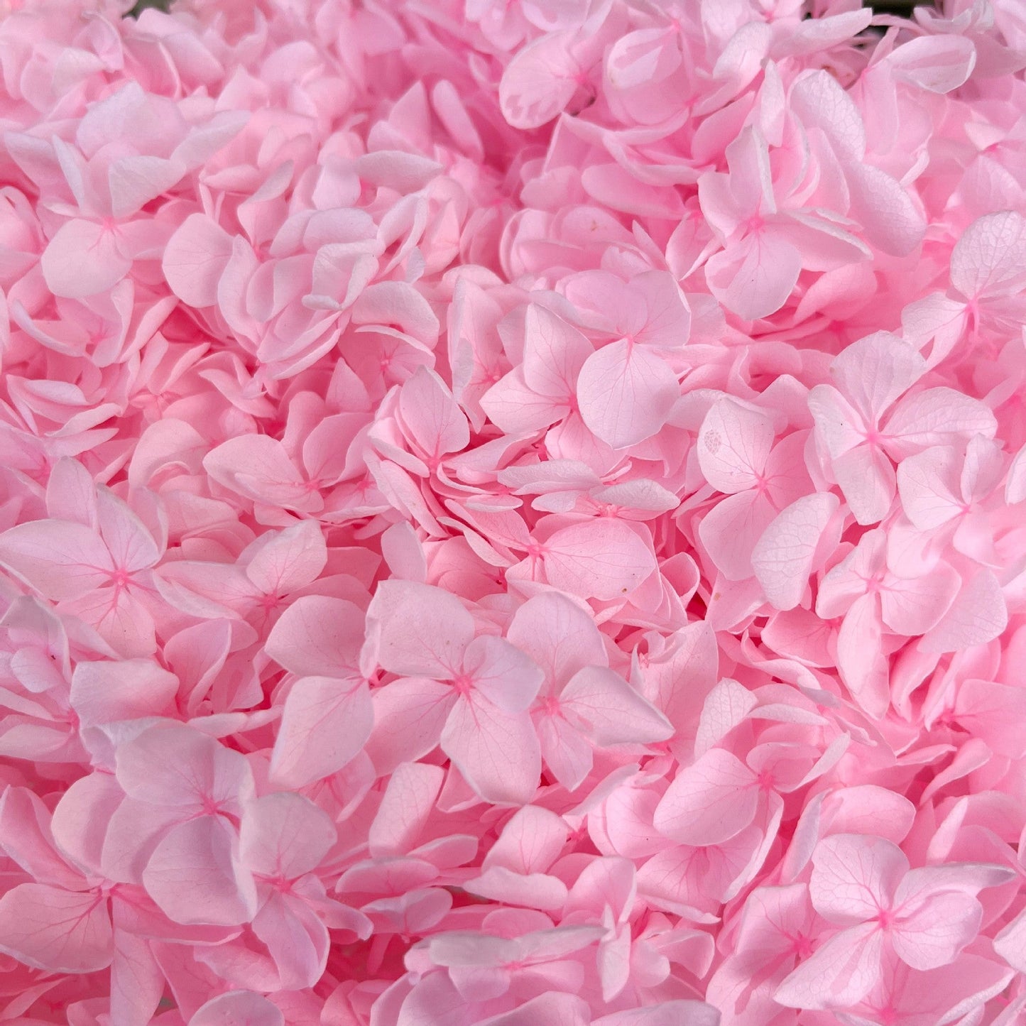 Everlasting Dried Anna Hydrangea Bouquet - Miss One