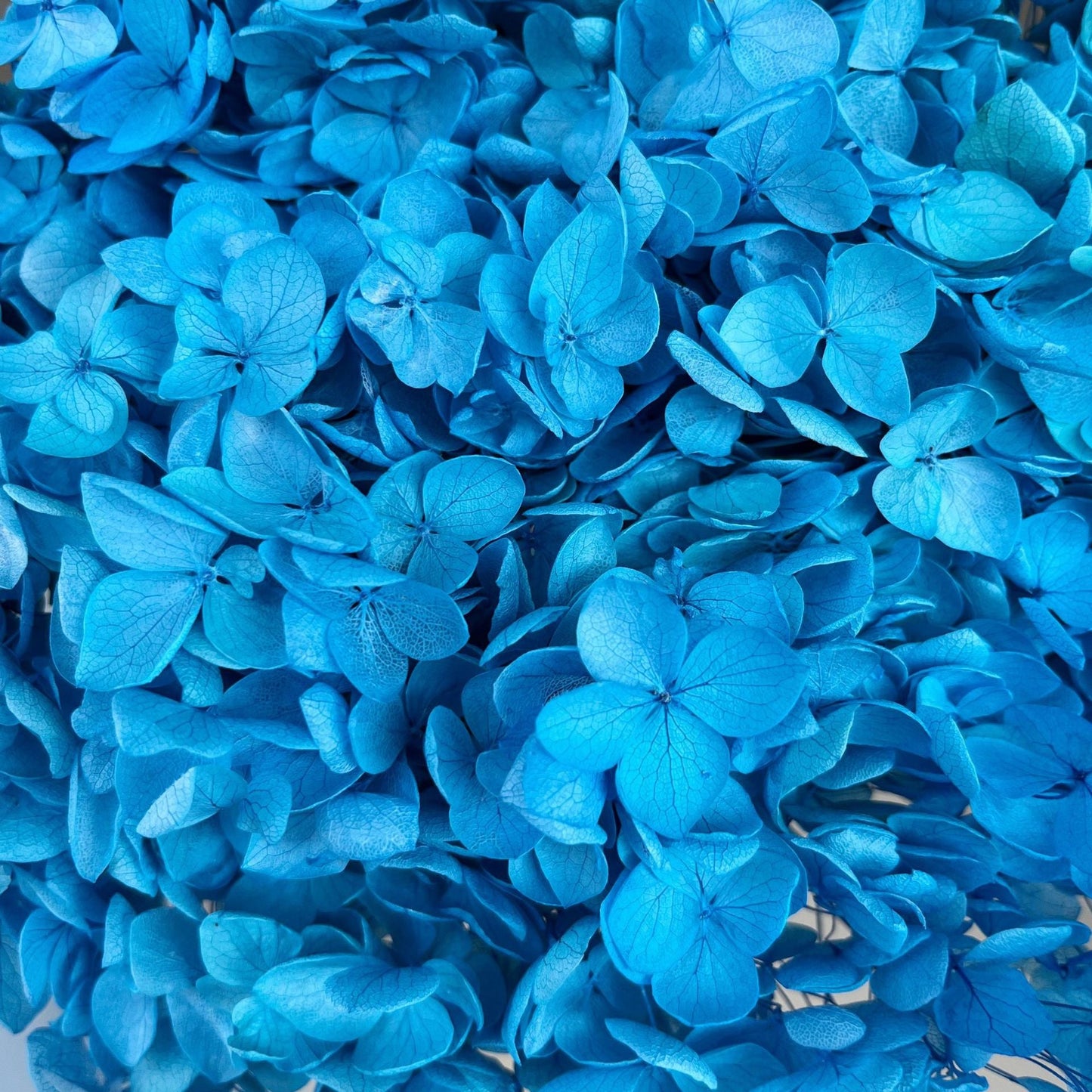 Everlasting Dried Anna Hydrangea Bouquet - Miss One