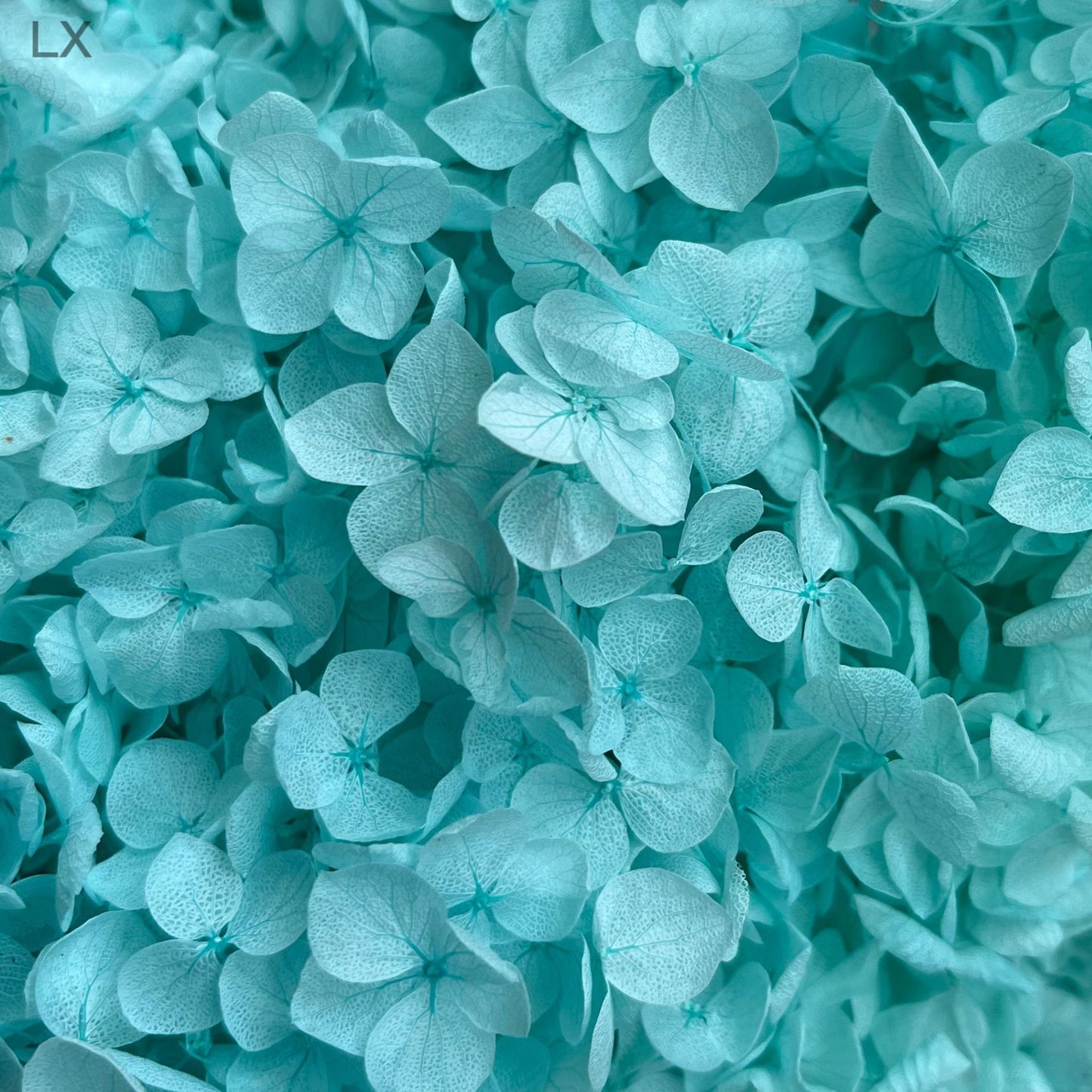 Everlasting Dried Anna Hydrangea Bouquet - Miss One