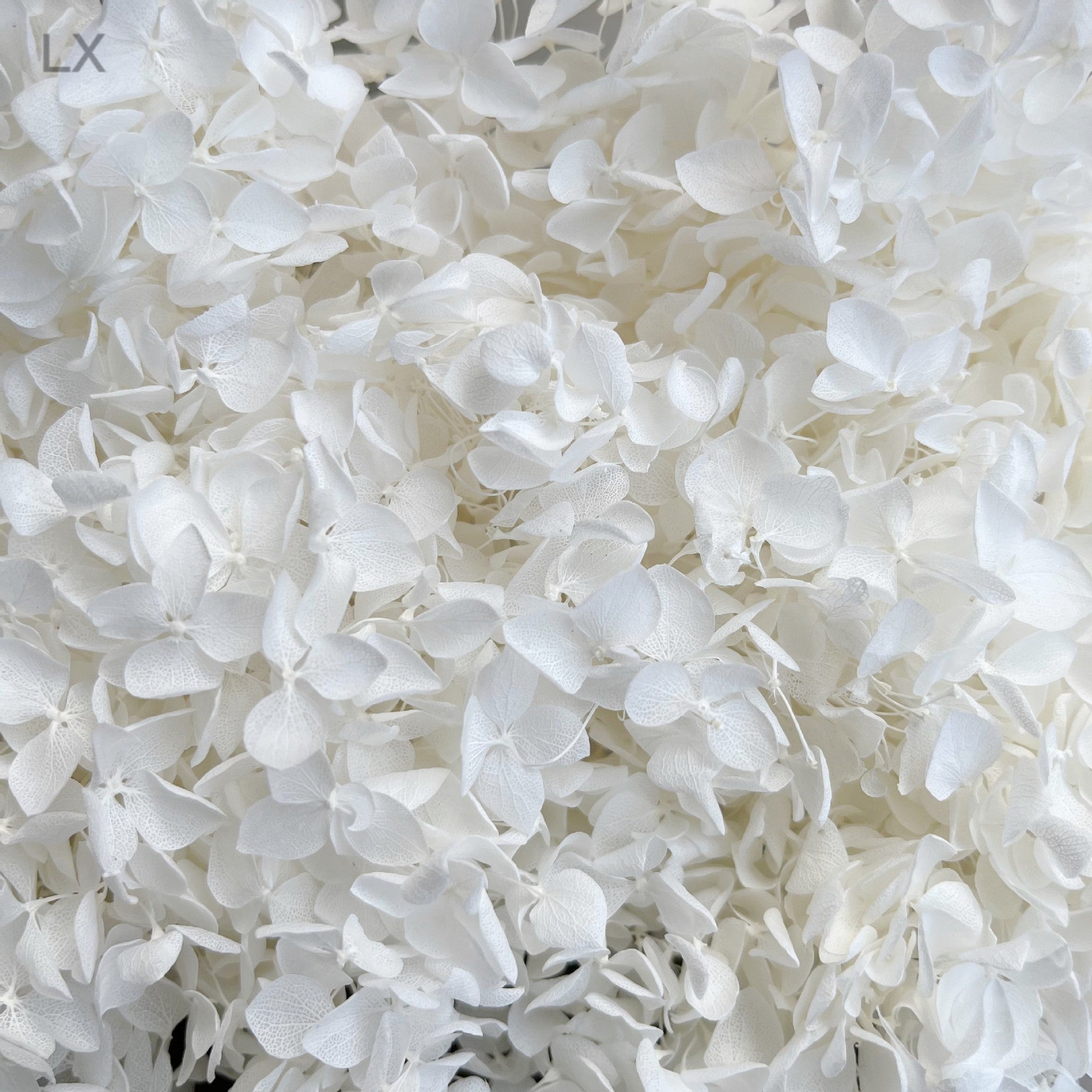 Everlasting Dried Anna Hydrangea Bouquet - Miss One