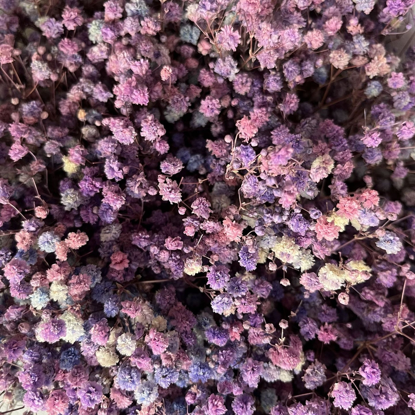 Everlasting Gypsophila Baby's Breath Bouquet - Miss One