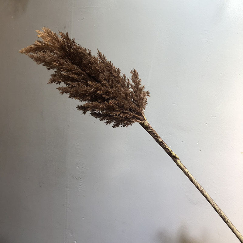 Boho Dried Pampas Grass Stem - Miss One