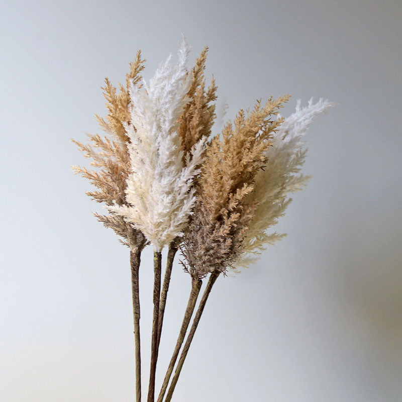 Boho Dried Pampas Grass Stem - Miss One