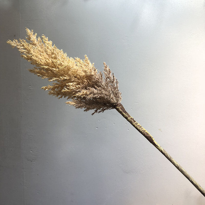 Boho Dried Pampas Grass Stem - Miss One