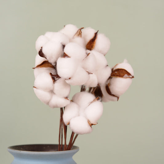 Everlasting Dried Cotton Bouquet - Miss One
