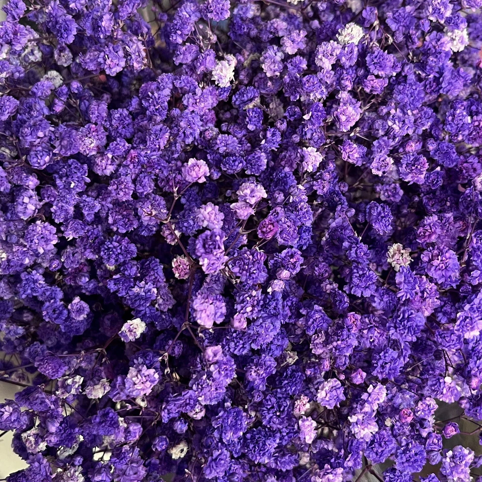Everlasting Gypsophila Baby's Breath Bouquet - Miss One