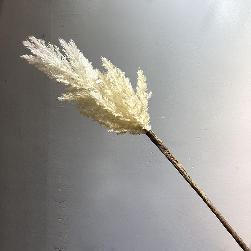 Boho Dried Pampas Grass Stem - Miss One