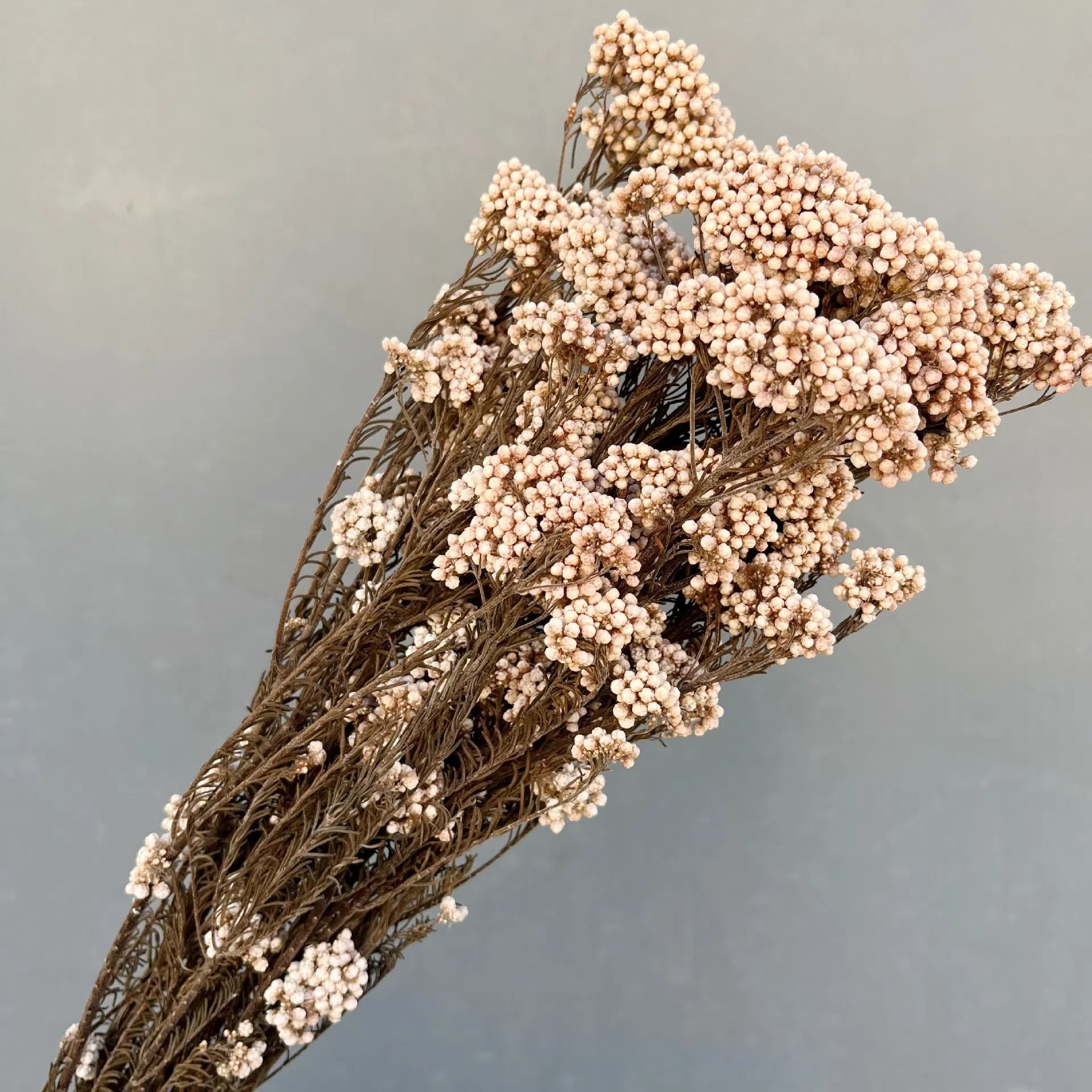 Everlasting Dried Ozothamnus Diosmifolius Rice Flower - Miss One