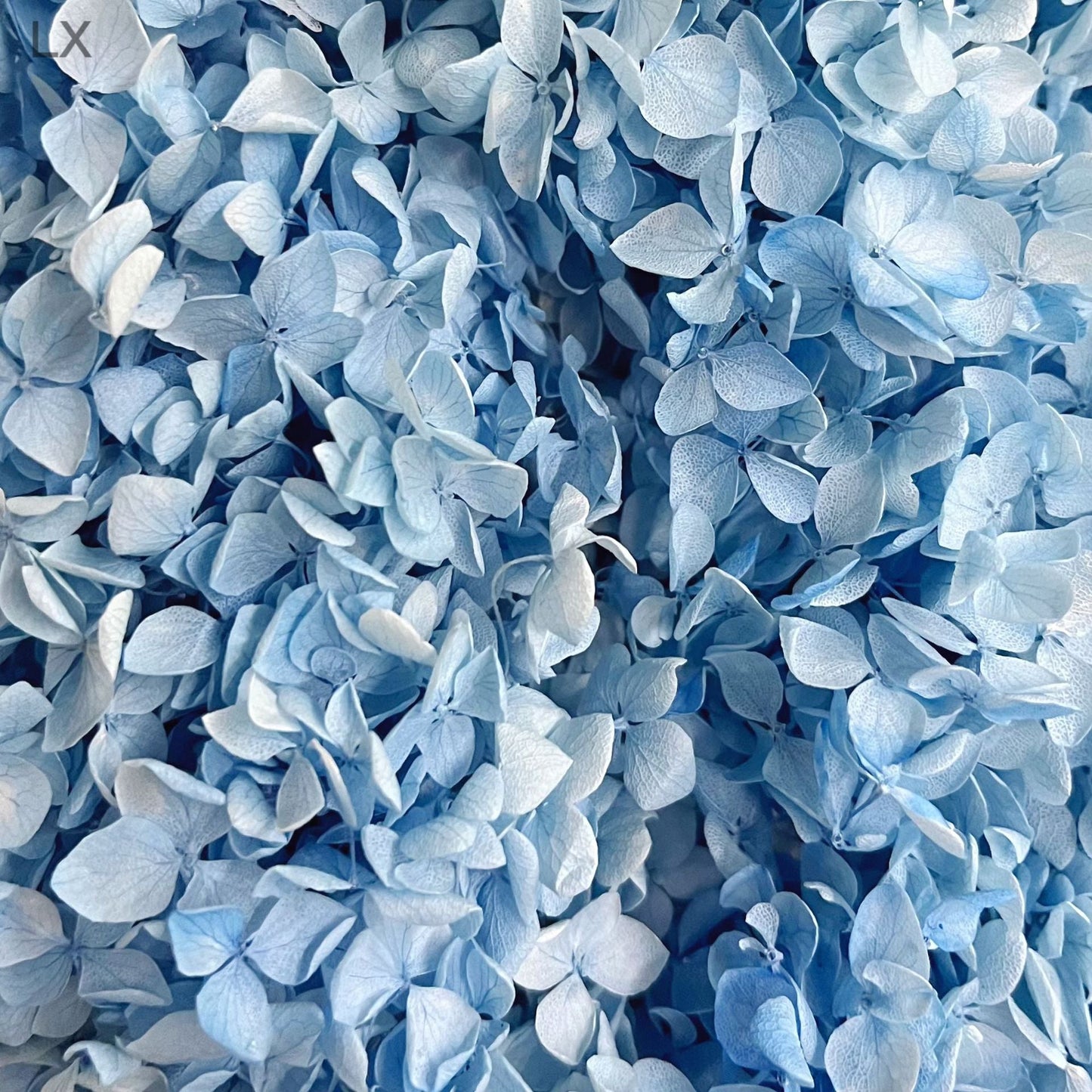 Everlasting Dried Anna Hydrangea Bouquet - Miss One